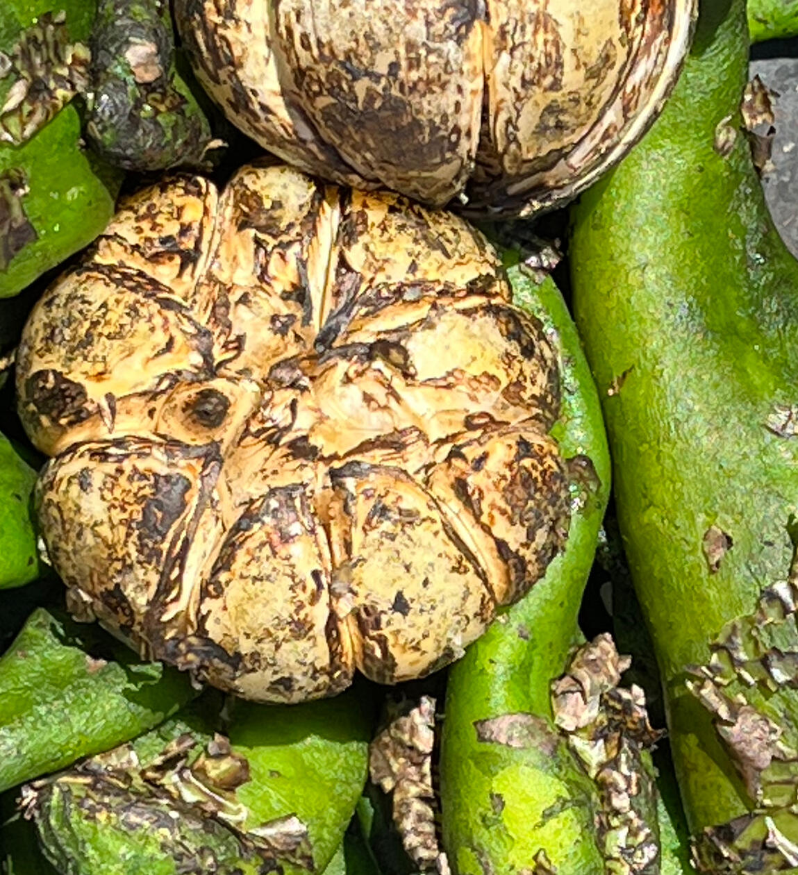 Rosted Chile & Garlic